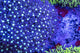 AMA "PSP" Cut To Order Frag