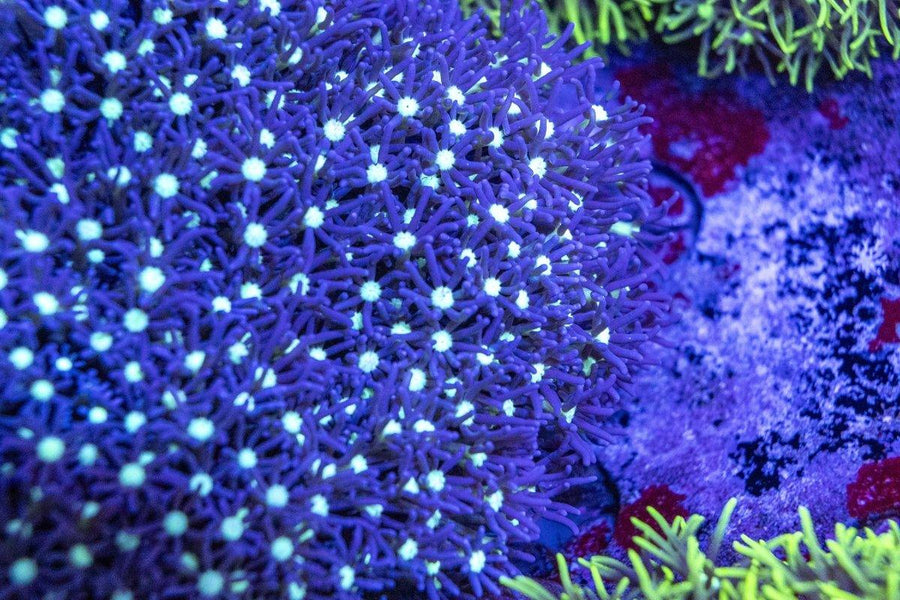 AMA "PSP" Cut To Order Frag - Aquamarine Aquaristic - 