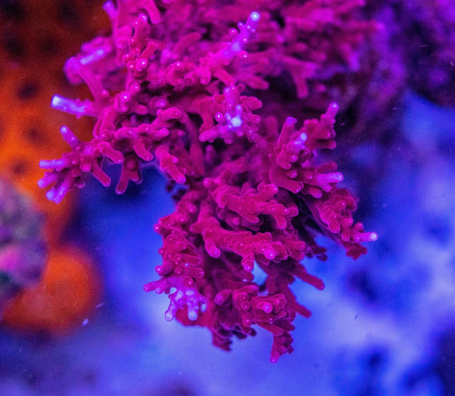 AMA "Red Dragon" Cut To Order Frag - Aquamarine Aquaristic -