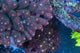 AMA "Signature Colonies" Cut To Order Frag