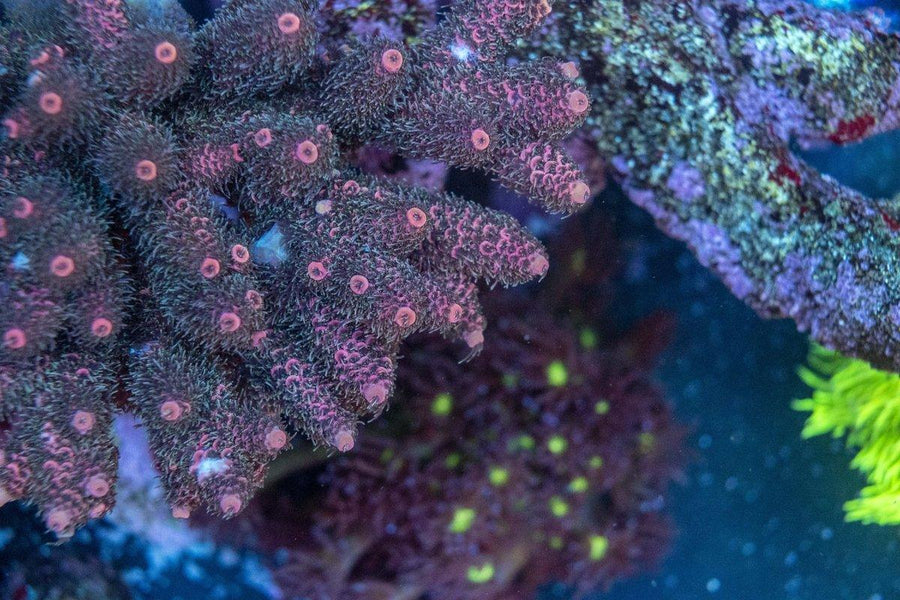 AMA "Signature Colonies" Cut To Order Frag - Aquamarine Aquaristic - 