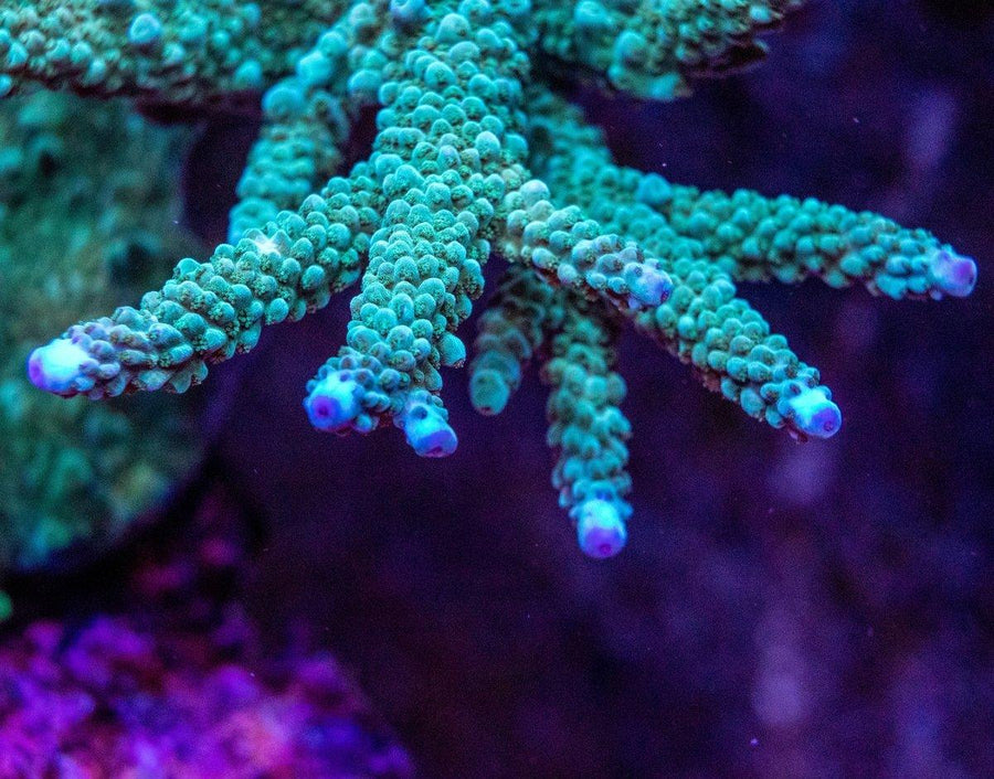 AMA "Signature Colonies" Cut To Order Frag - Aquamarine Aquaristic - 