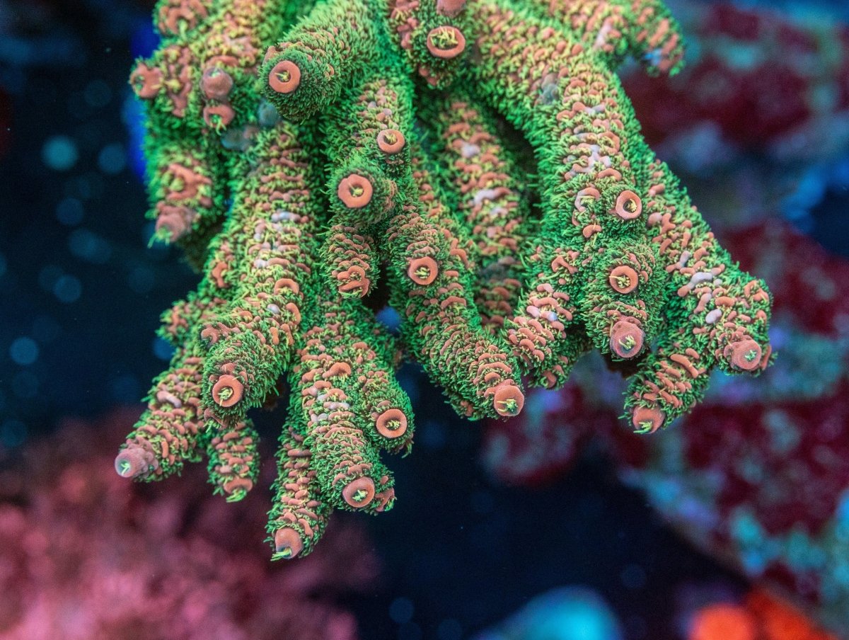 AMA "Signature Colonies" Cut To Order Frag