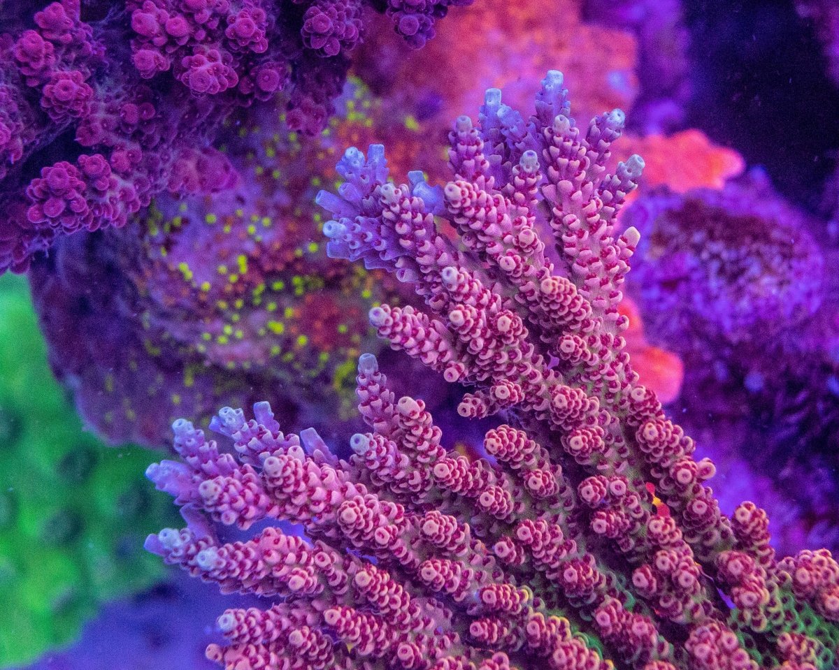 AMA "Signature Colonies" Cut To Order Frag