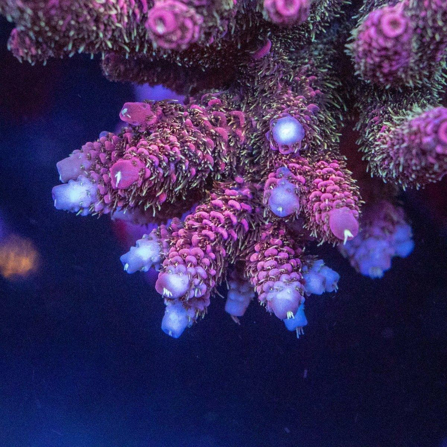 AMA "Signature Colony" Cut To Order Frag - Aquamarine Aquaristic - 