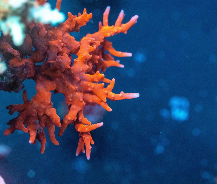 AMA "TNT" Cut To Order SPS Frag - Aquamarine Aquaristic -