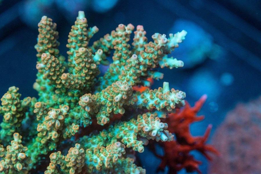 AMA "Valencia" Cut To Order Frag - Aquamarine Aquaristic - 