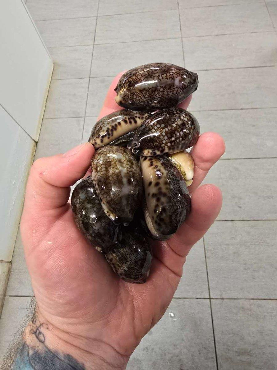 Arabica Cowrie (Cypraea arabica)