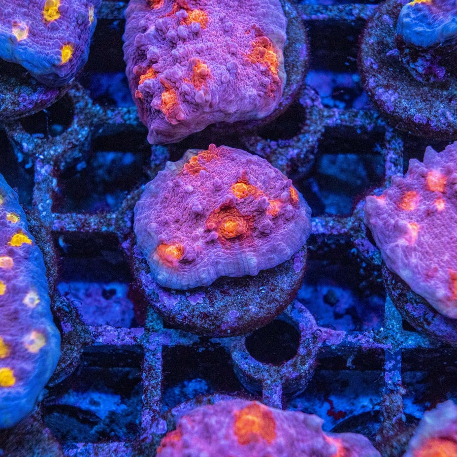 Assorted AMA Blusher Chalice Frag LPS Coral - Aquamarine Aquaristic - 