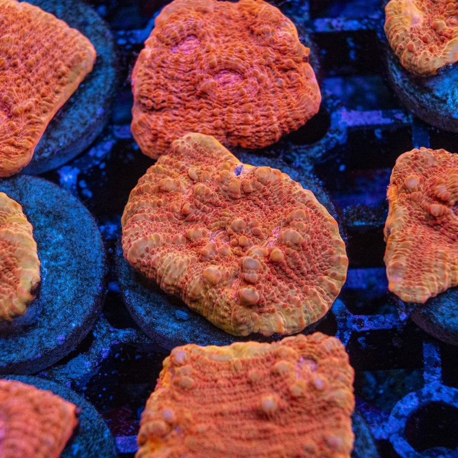Assorted AMA Darwins Law Chalice Frag LPS Coral - Aquamarine Aquaristic - 
