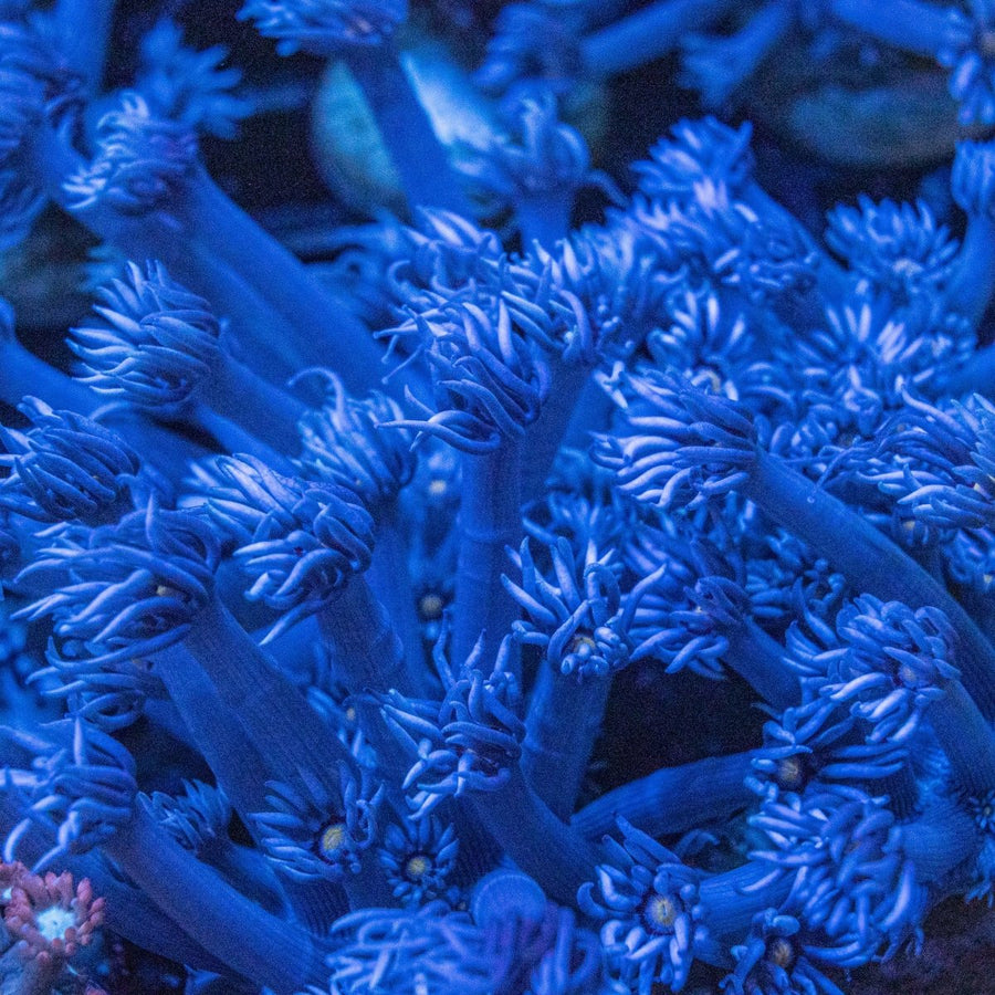 Assorted Blue Goniopora Frag LPS Coral - Aquamarine Aquaristic - 