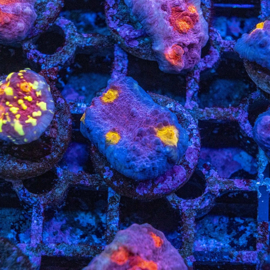 Assorted Chalice Frag LPS Coral - Aquamarine Aquaristic - 