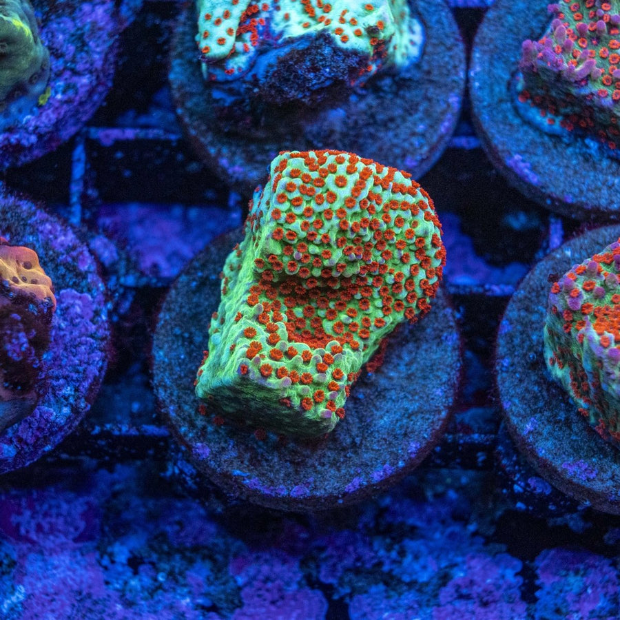 Assorted Forest Fire Montipora Frag SPS Coral - Aquamarine Aquaristic - 