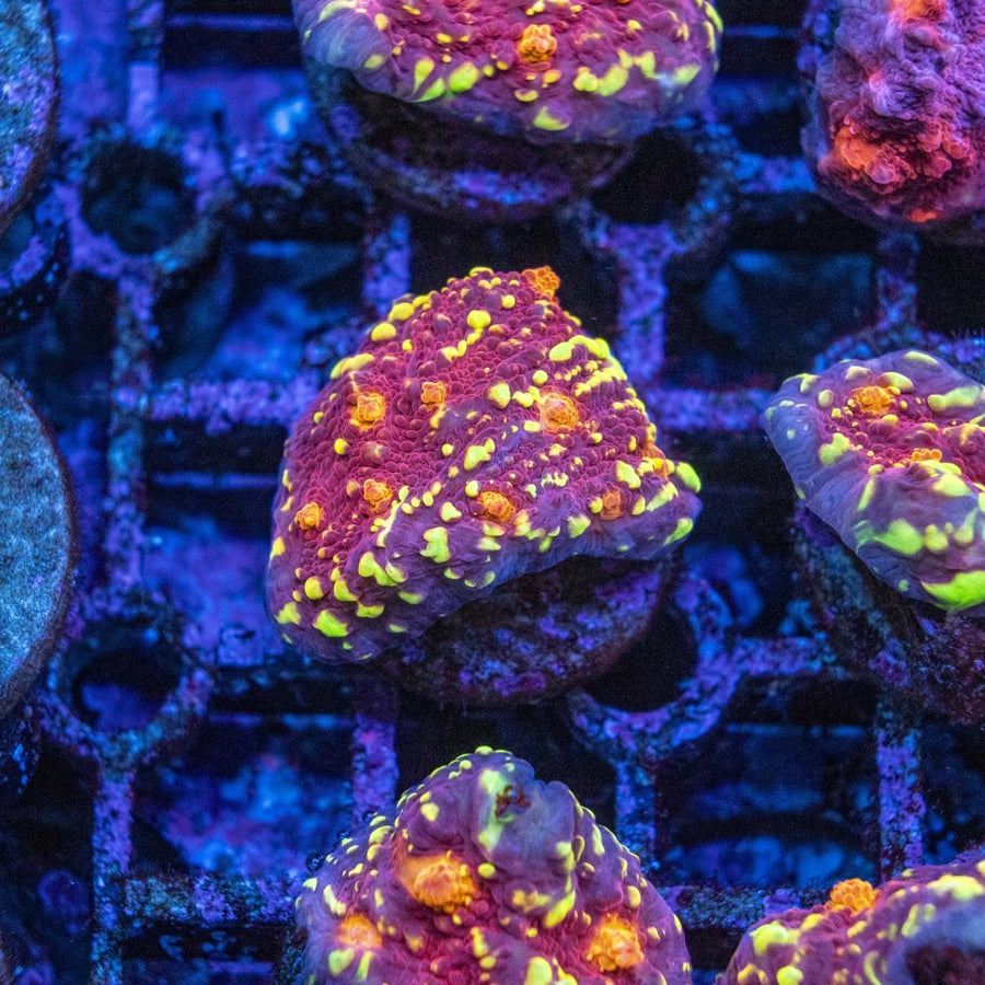 Assorted Frankies Sunfire Chalice Frag LPS Coral - Aquamarine Aquaristic - 