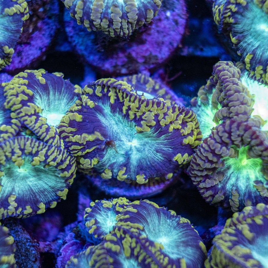 Assorted Gold Teeth Blastomussa - Per Polyp - LPS Coral - Aquamarine Aquaristic - 