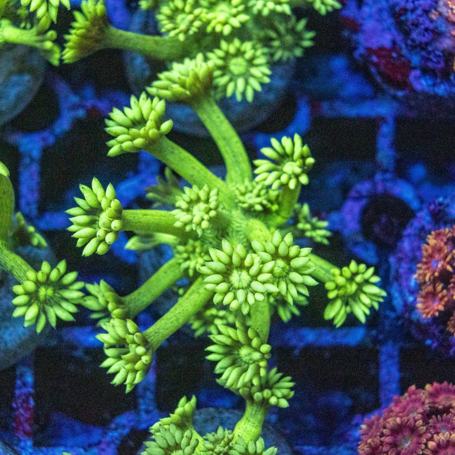 Assorted Green Goniopora Frag LPS Coral - Aquamarine Aquaristic - 