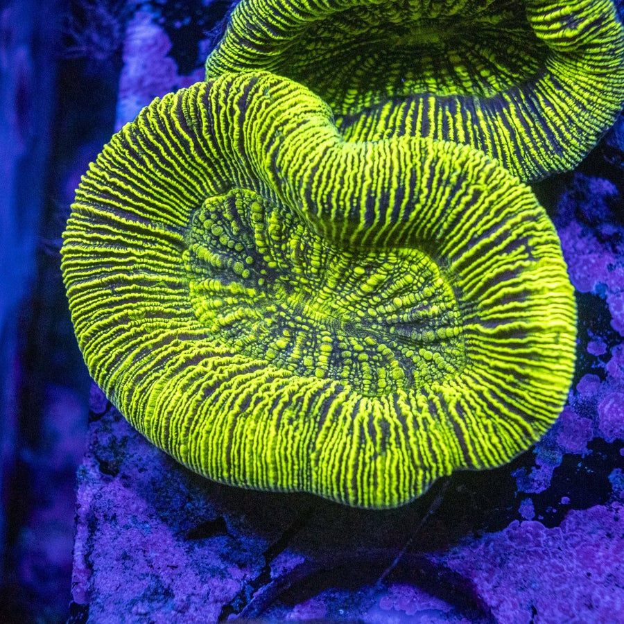 Assorted Green Neon Trachyphyllia LPS Coral - For sale melbourne australia
