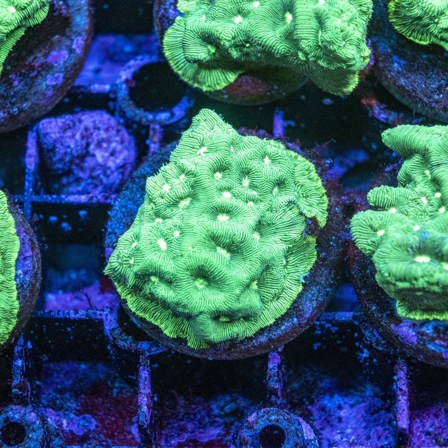 buy leptoseris corals online | Aquacultured frags | melbourne australia