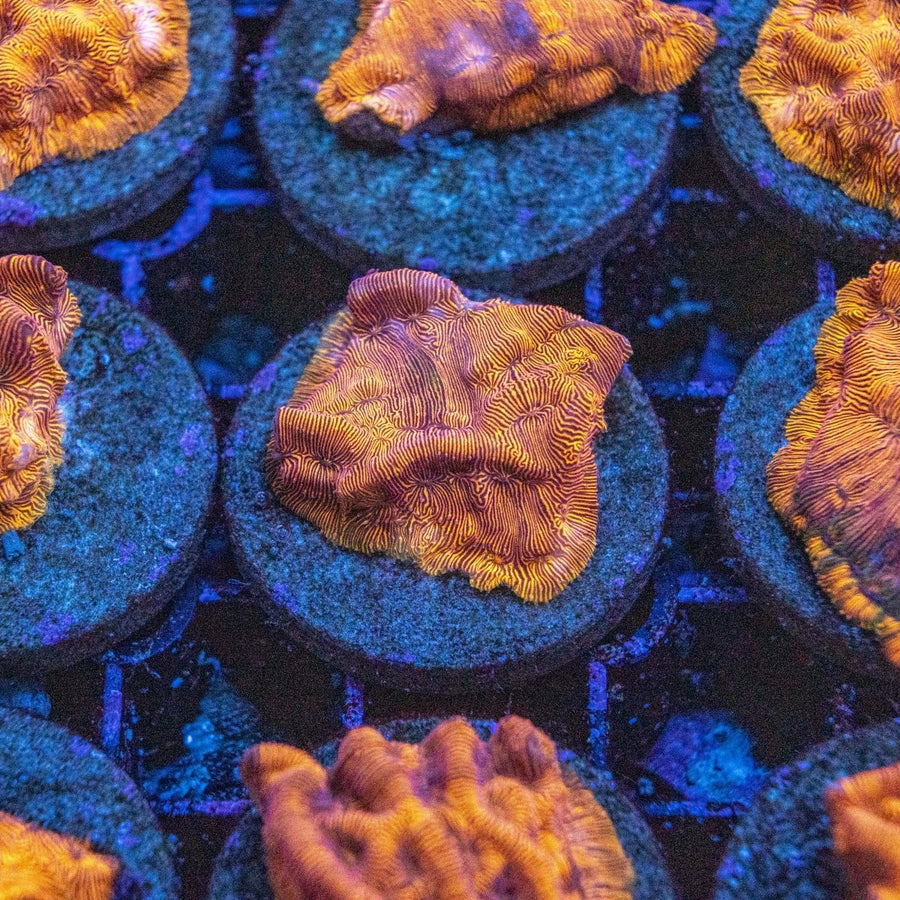 Assorted Orange Leptoseris LPS Coral - Aquamarine Aquaristic - 