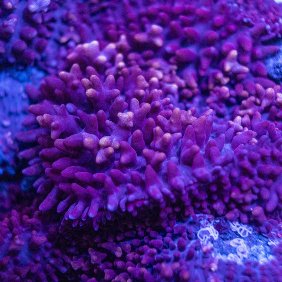 Assorted Pink Fluffy Mushroom Coral (Per Polyp) – Live Mushroom Coral For Sale Australia