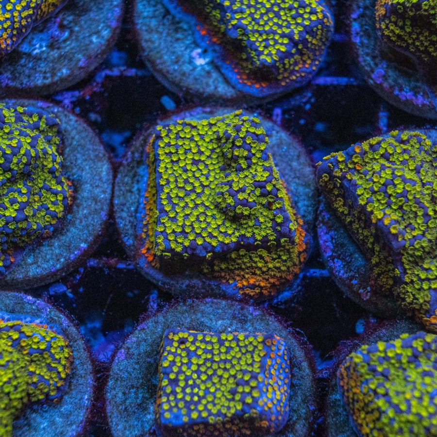 Assorted Rainbow Montipora Frag SPS Coral - Aquamarine Aquaristic - 