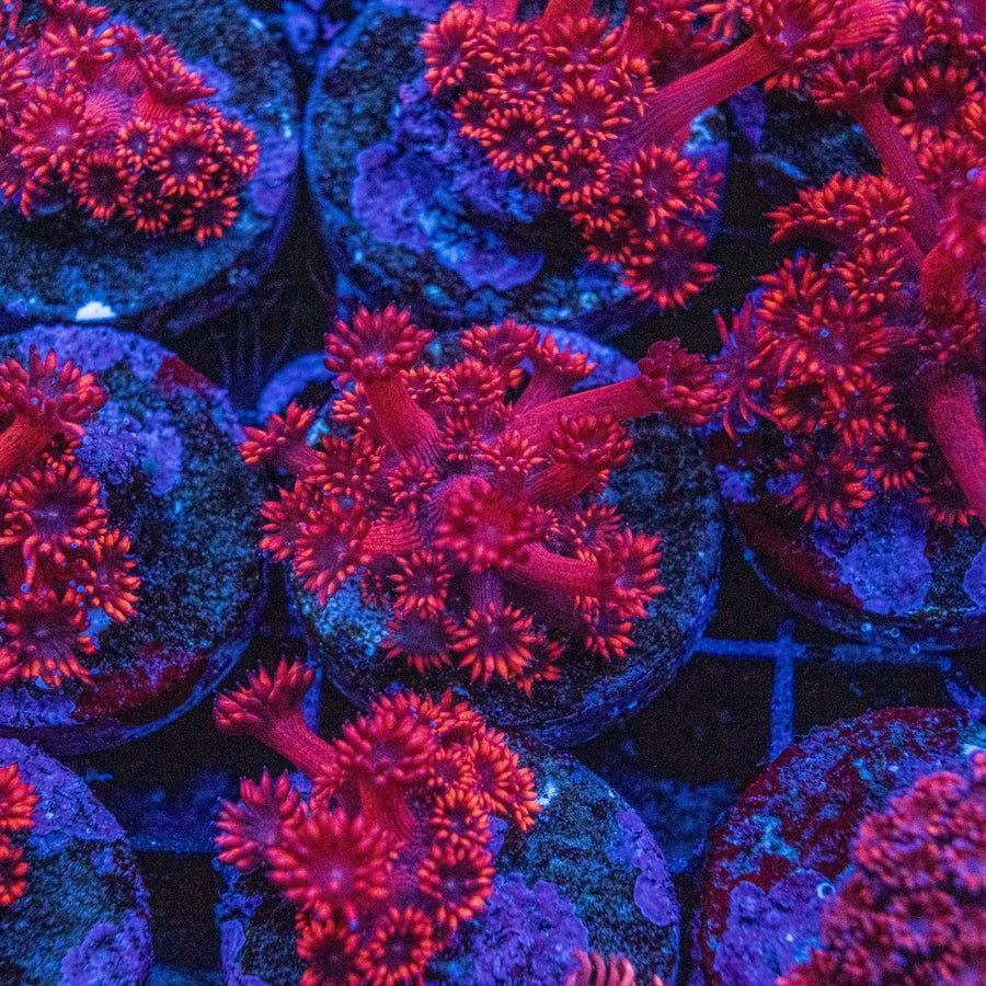 Assorted Red Goniopora Frag LPS Coral - Aquamarine Aquaristic - 