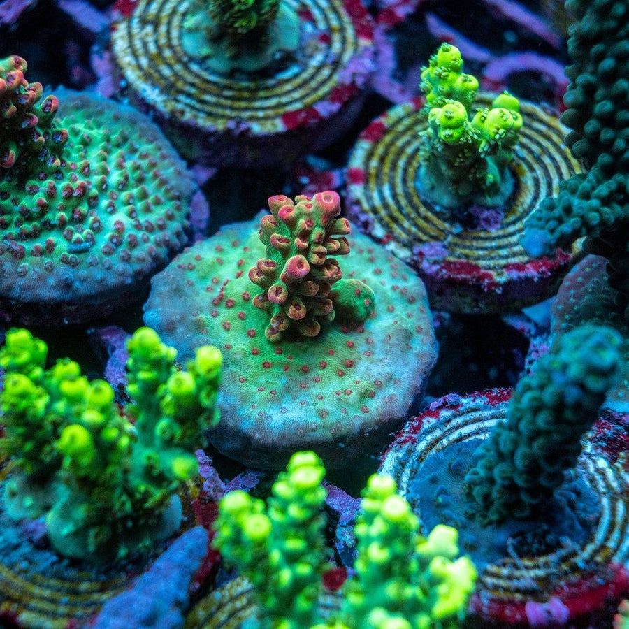 Assorted SPS Coral 10 Pack featuring a variety of colourful SPS coral frags in a reef aquarium.