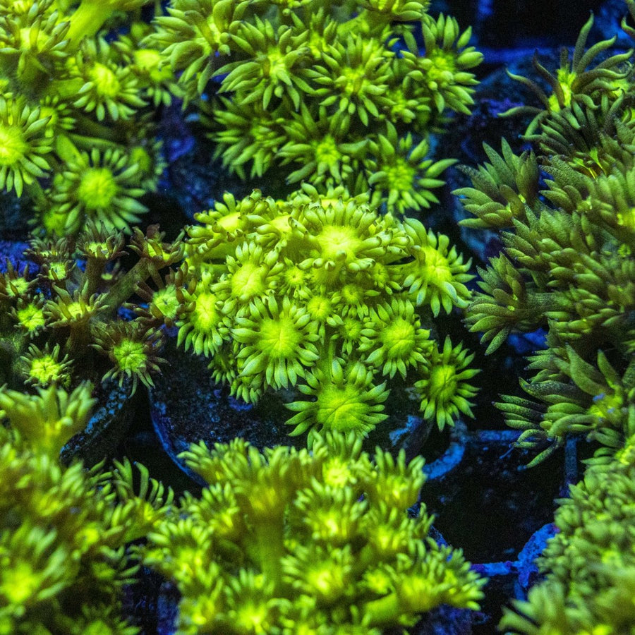 Assorted Toxic Green Goniopora LPS Coral - Aquamarine Aquaristic - 
