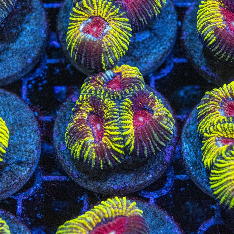 Live Favia coral for sale - buy coral online | melbourne australia | Aquamarine Aquaristic