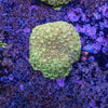Bernardapora Frag