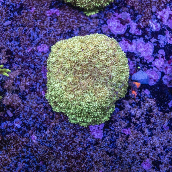 Bernardapora Frag