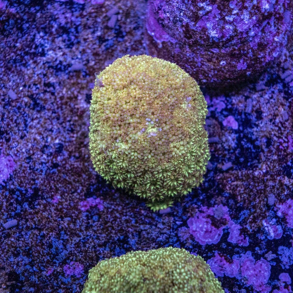Bernardapora Frag