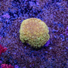 Bernardapora Frag