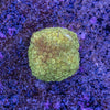 Bernardapora Frag