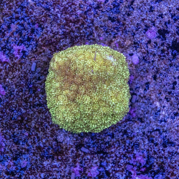 Bernardapora Frag