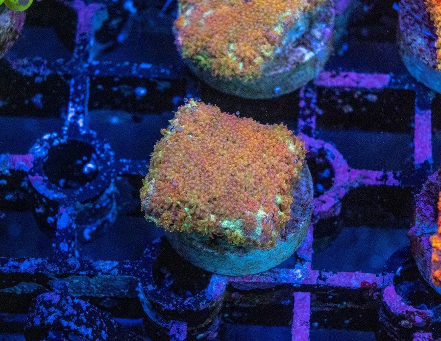 Bernardapora Frag - Aquamarine Aquaristic - 