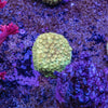 Bernardapora Frag