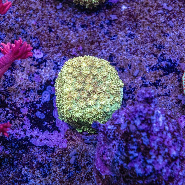 Bernardapora Frag