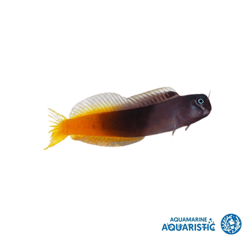 Bicolor blenny (Escenius bicolor) - Aquamarine Aquaristic - 