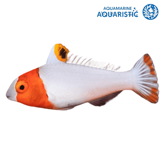 Bicolour Parrotfish (juvenile) (Cetoscarus Bicolor)