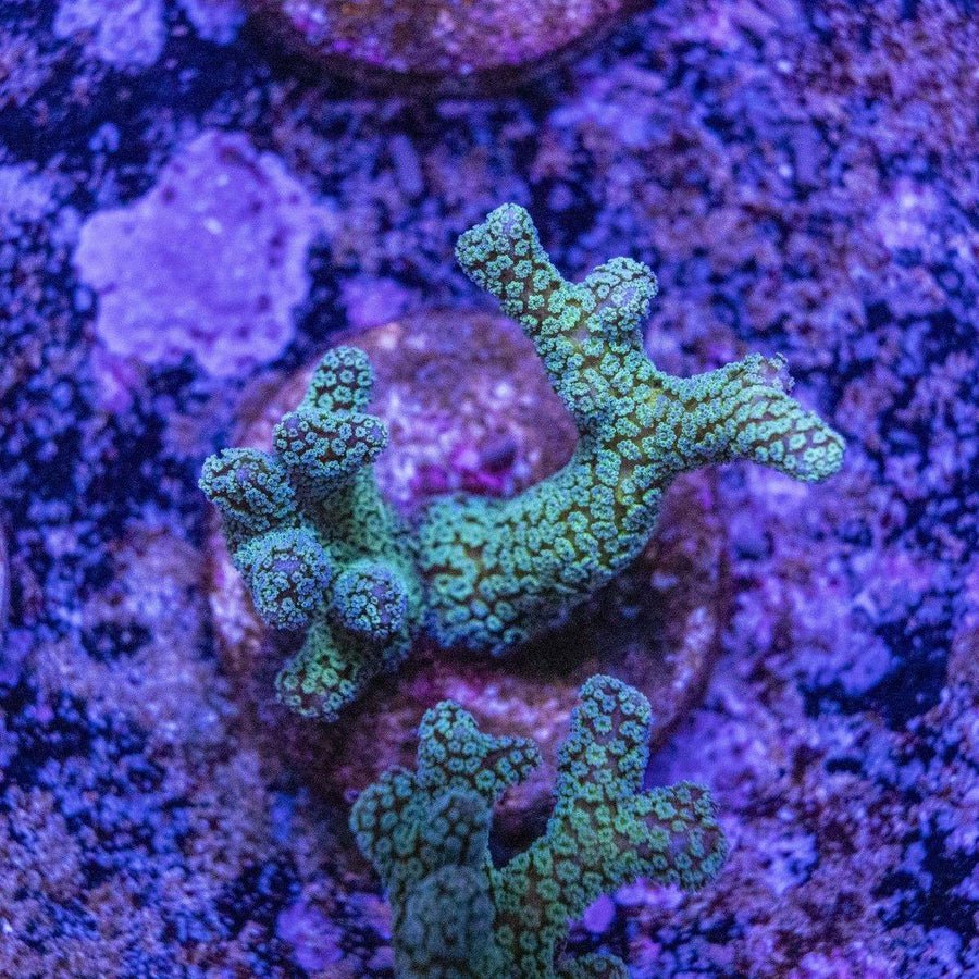 Bird Of Paradise Birdsnest SPS coral frag, WYSIWYG branching reef coral on frag plug