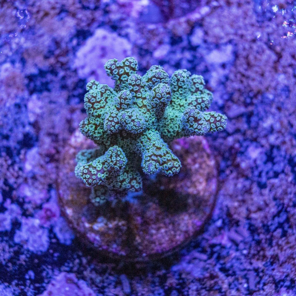 Bird Of Paradise SPS Frag