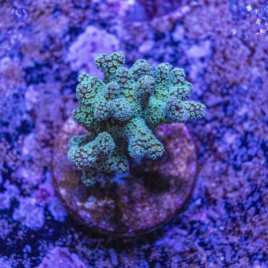 Bird Of Paradise Birdsnest WYSIWYG SPS coral frag with branching structure and reef-ready livestock form