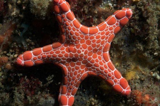 Biscuit Starfish (Goniodiscaster spp.)
