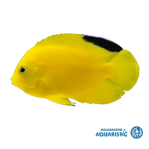 Black Fin Herald's Angelfish (Centropyge "woodheadi")