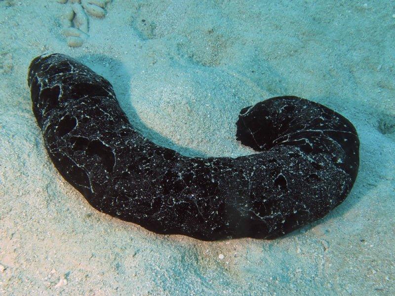 Black Sea Cucumber (Holothuria atra) - Aquamarine Aquaristic - 