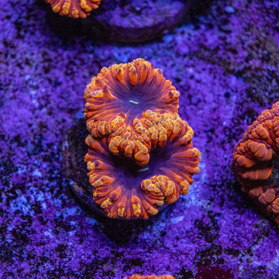 Blastomussa Frag - Aquamarine Aquaristic - 