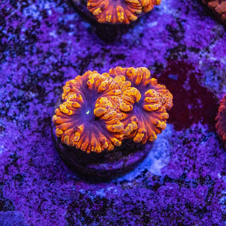 Blastomussa Frag - Aquamarine Aquaristic - 