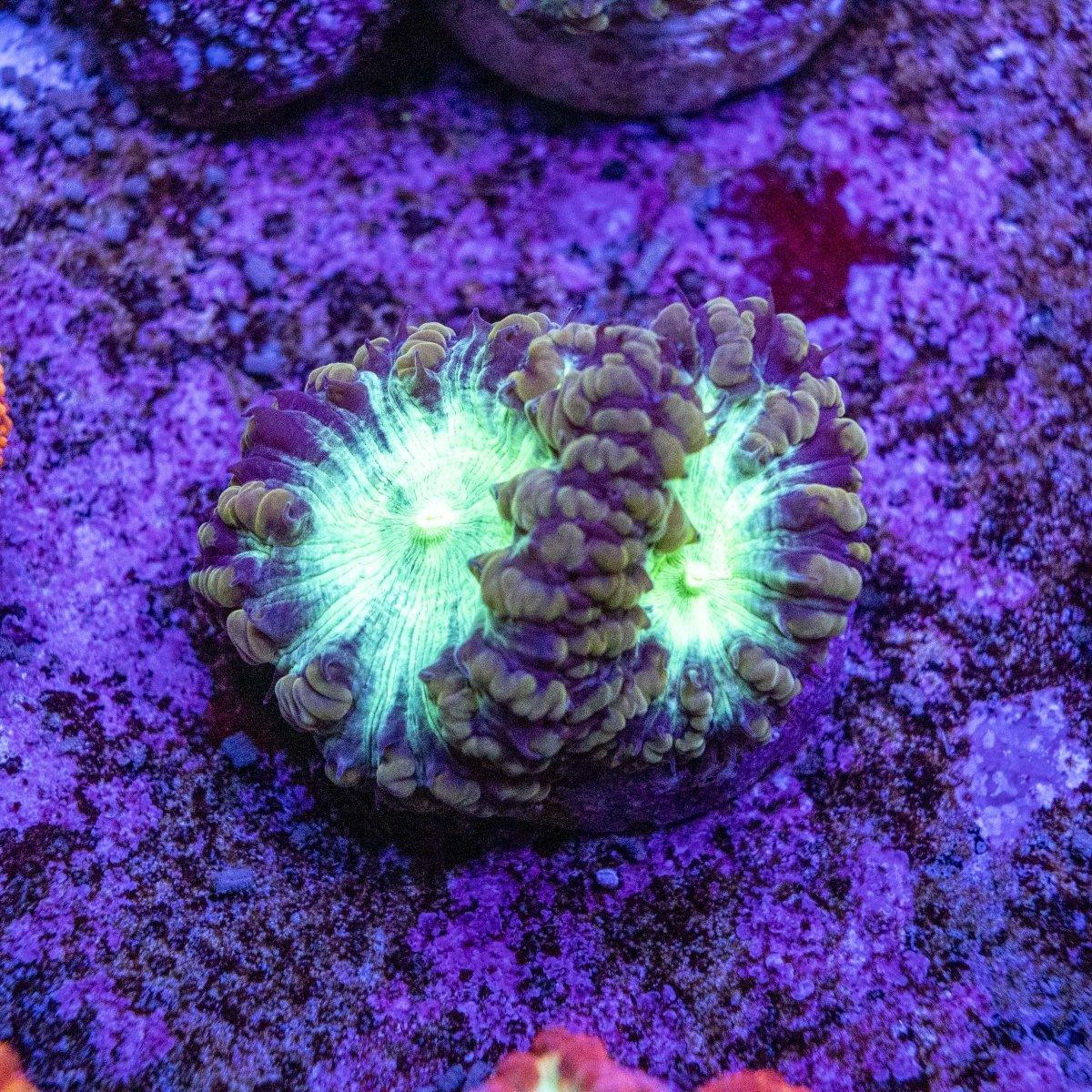 WYSIWYG Aquacultured Blastomussa Frag