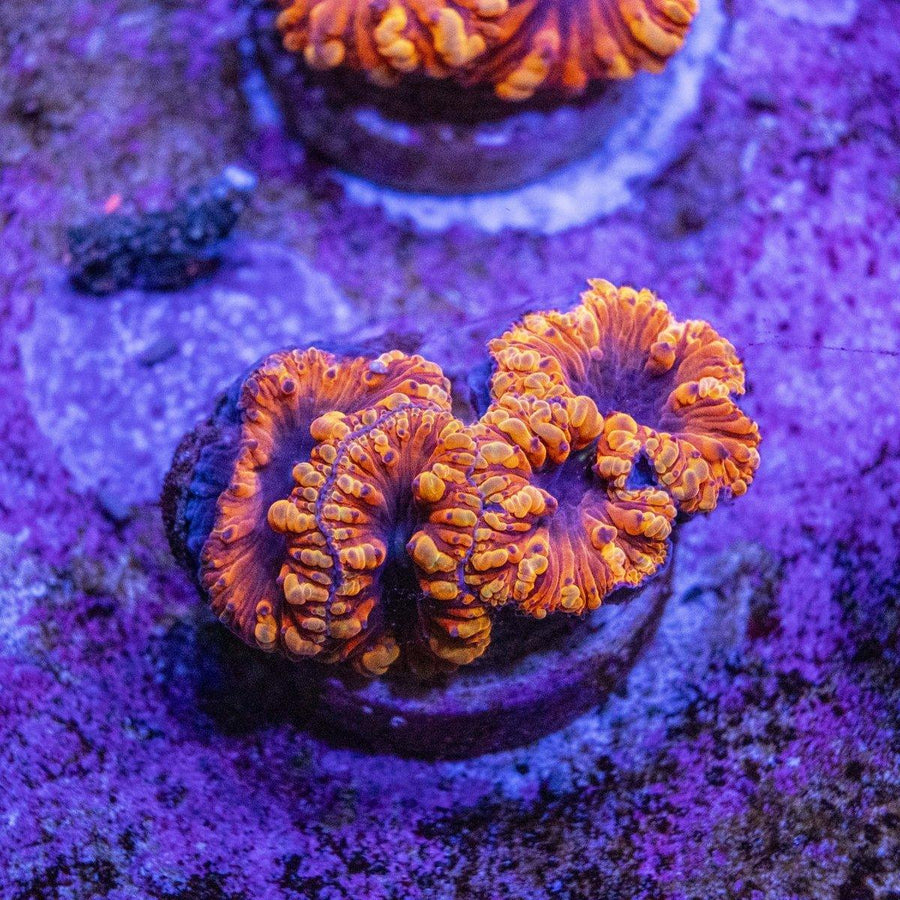 Blastomussa Frag - Aquamarine Aquaristic - 